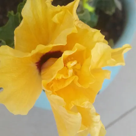 Geyikli Berfin 3* Dalyanköy