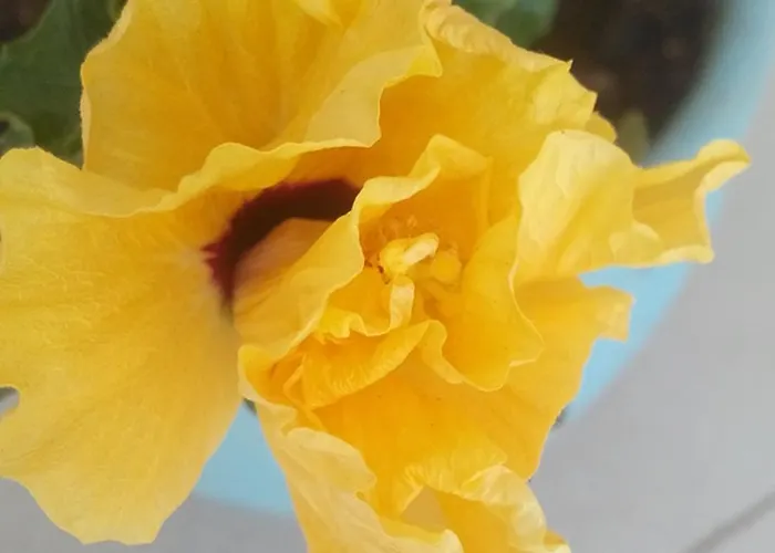 Geyikli Berfin 3* Dalyanköy